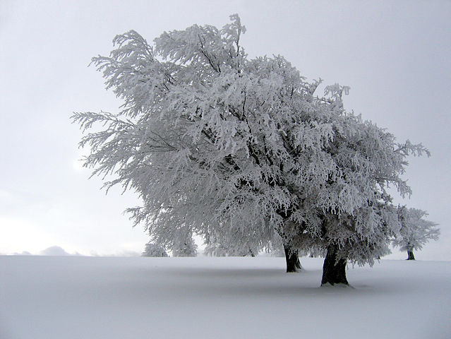 Winter (Die vier Jahreszeiten – Vivaldi)